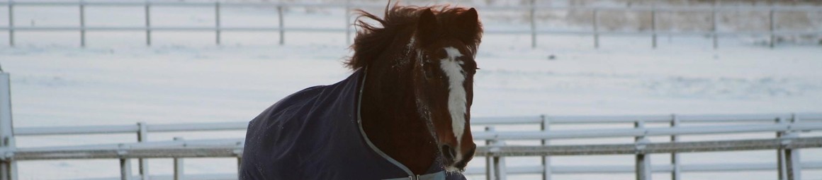 Equine Health Plan