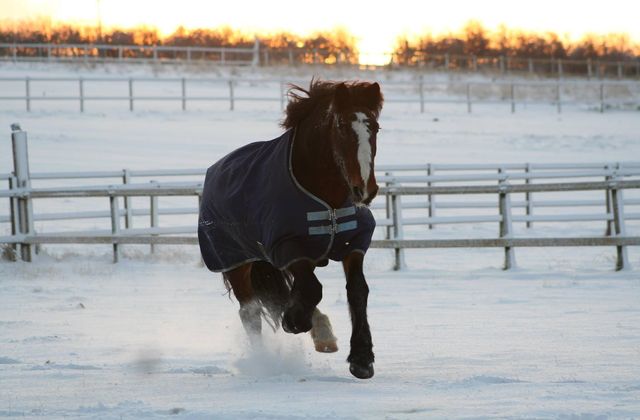 Equine Health Plan